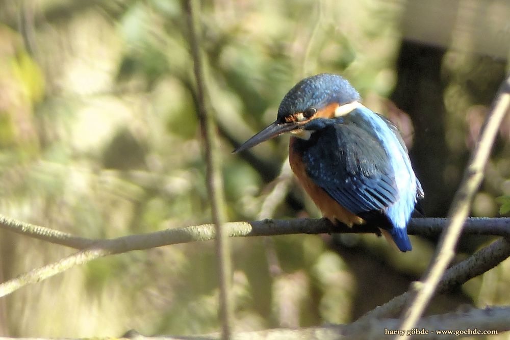 Eisvogel