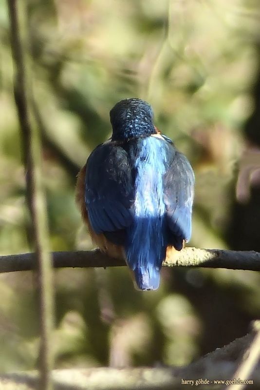 Eisvogel