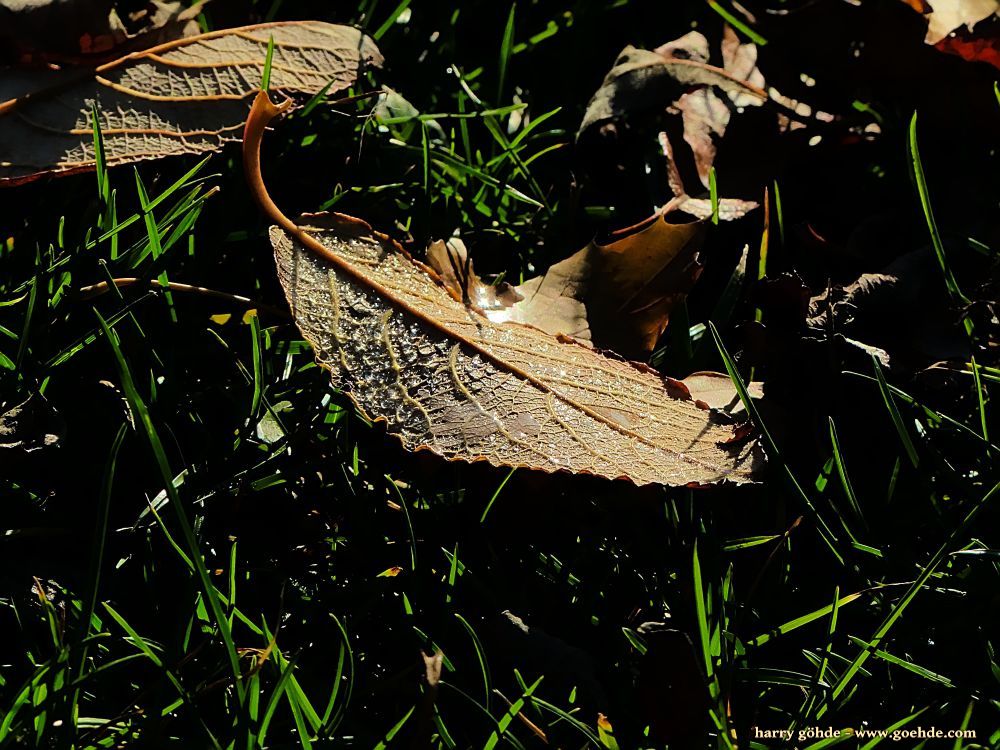 Nasses Herbstblatt im Gras