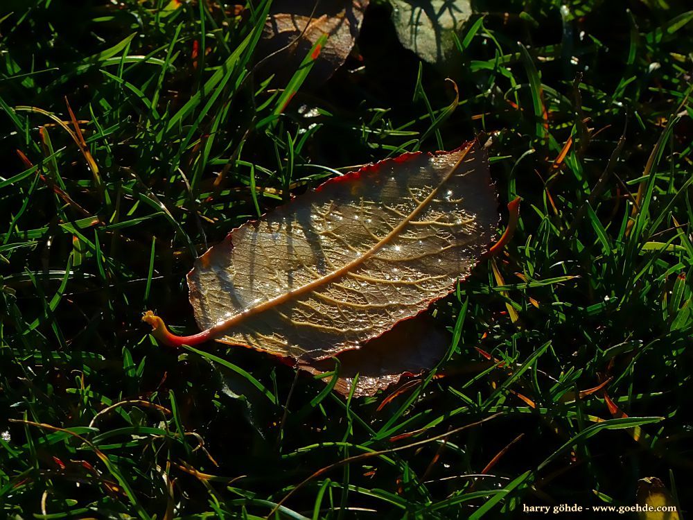 Nasses Herbstblatt im Gras