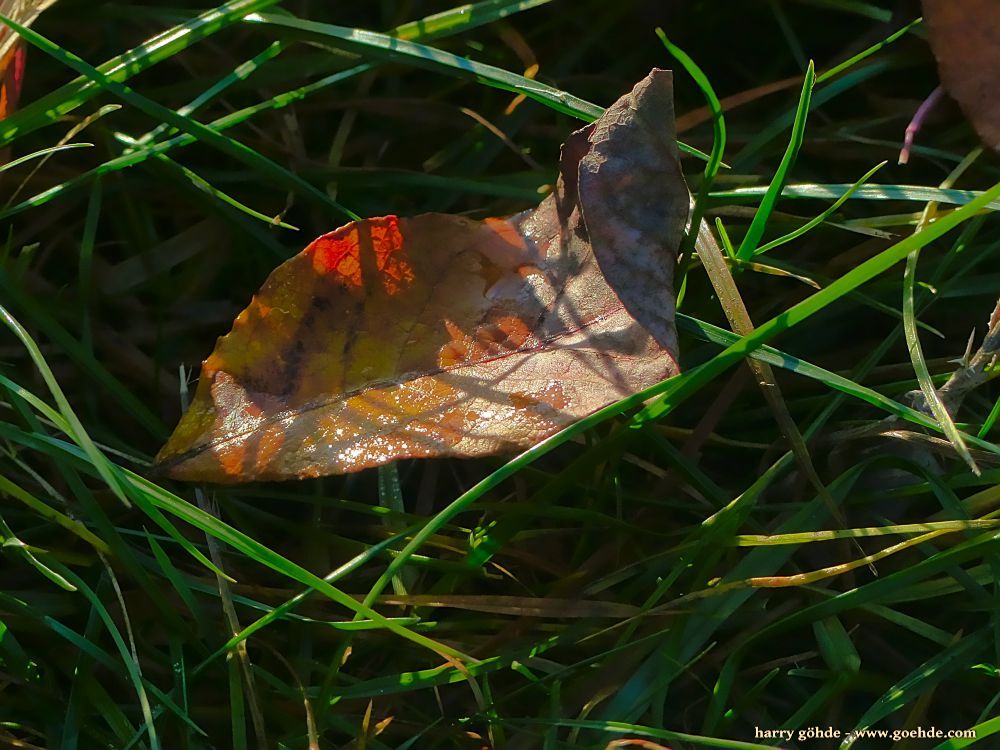 Nasses Herbstblatt im Gras