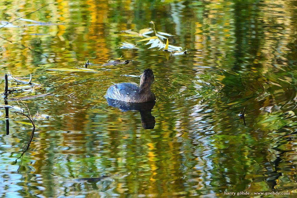 Zwergtaucher schwimmt auf dem Wasser