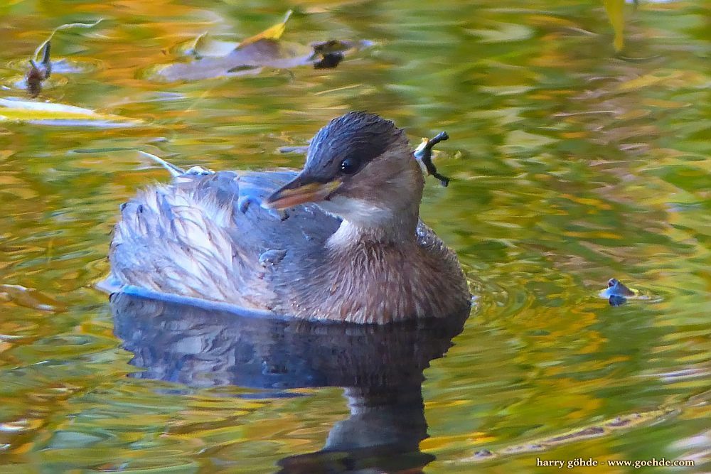 Zwergtaucher schwimmt auf dem Wasser