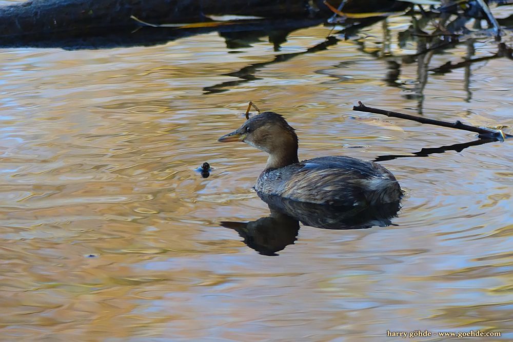 Zwergtaucher schwimmt auf dem Wasser