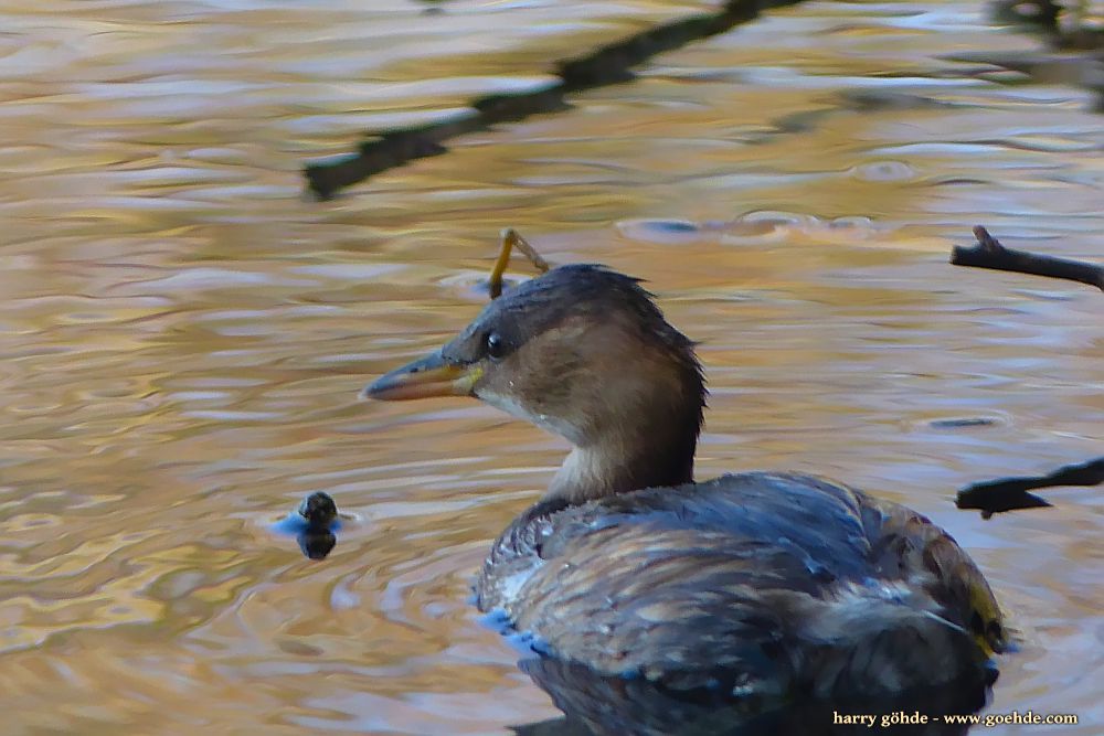 Zwergtaucher schwimmt auf dem Wasser