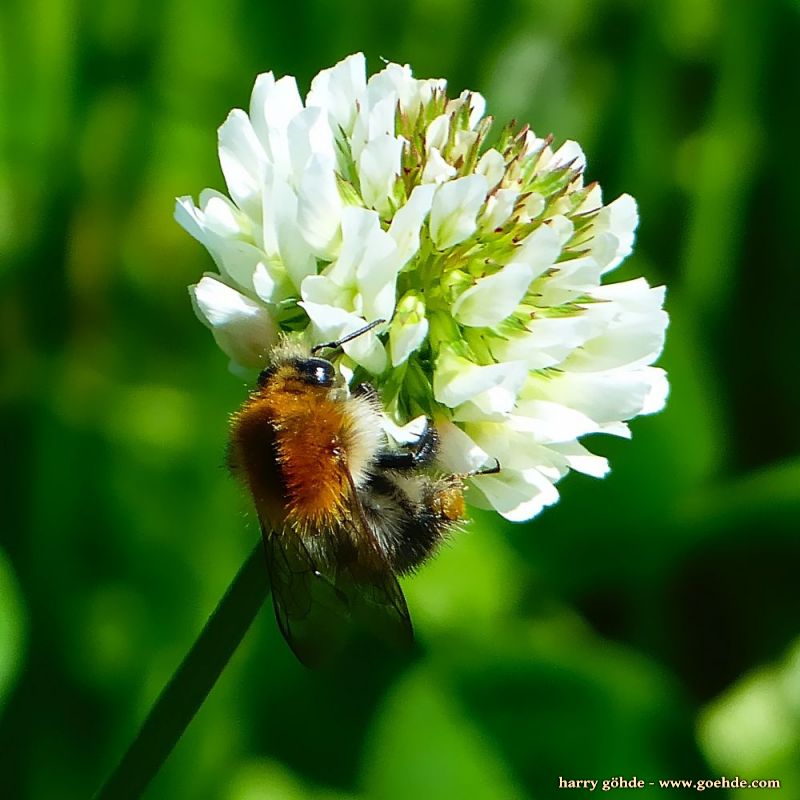 Hummel an Kleeblüte