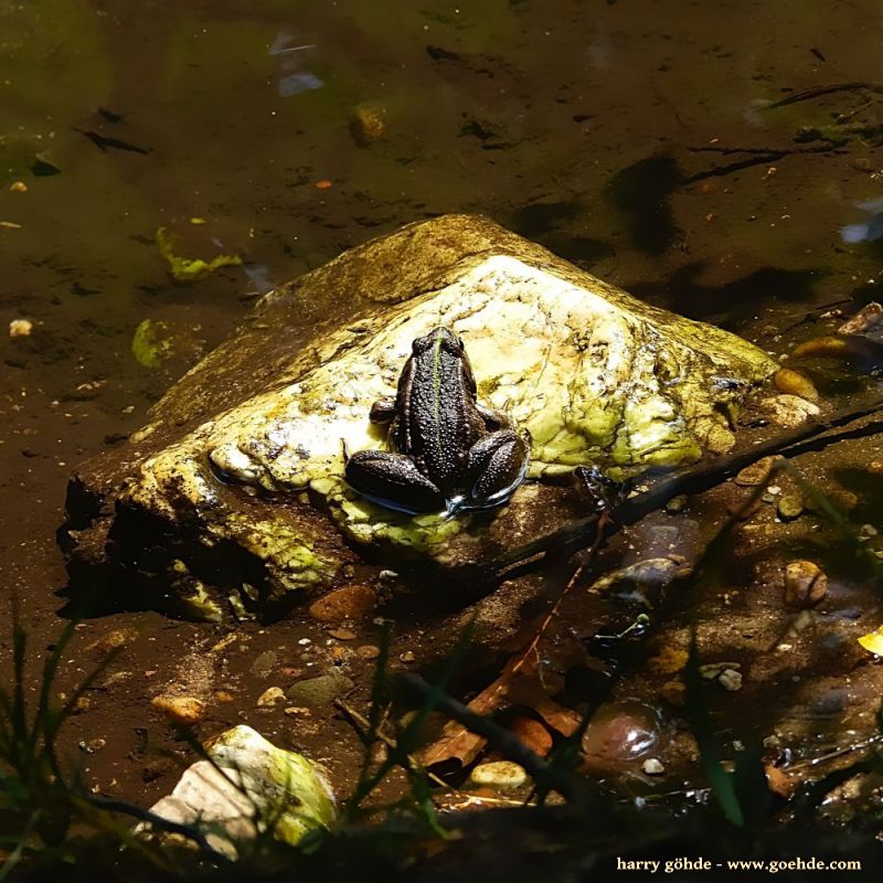 Frosch auf Stein