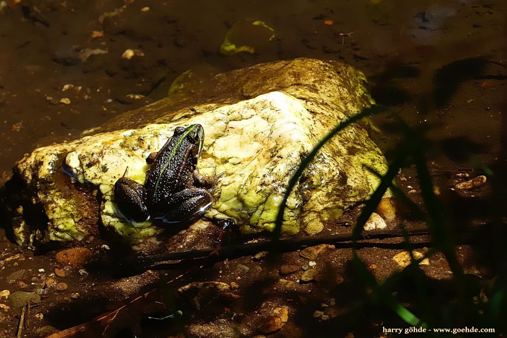 Frosch auf Stein