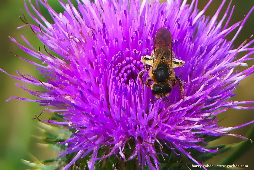 Biene auf Distel