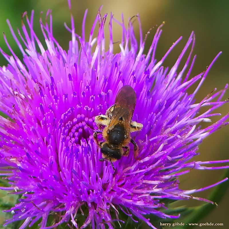 Biene auf Distel