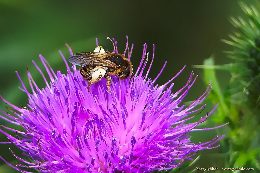 Biene auf Distel