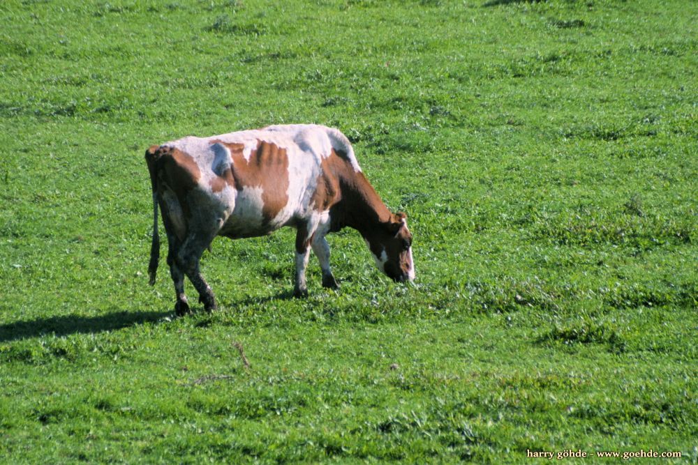 Weidende Rinder