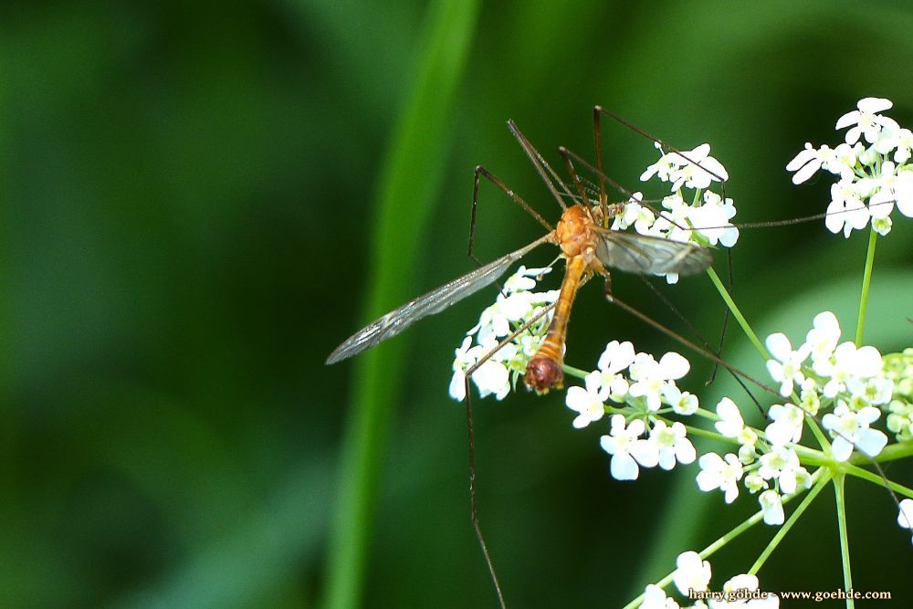 Schnake auf weißen Blüten