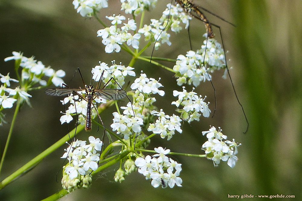 Schnake auf weißen Blüten