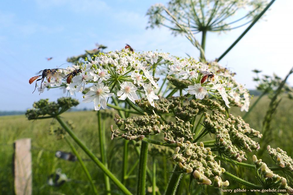 Schlupfwespen auf weißen Blüten