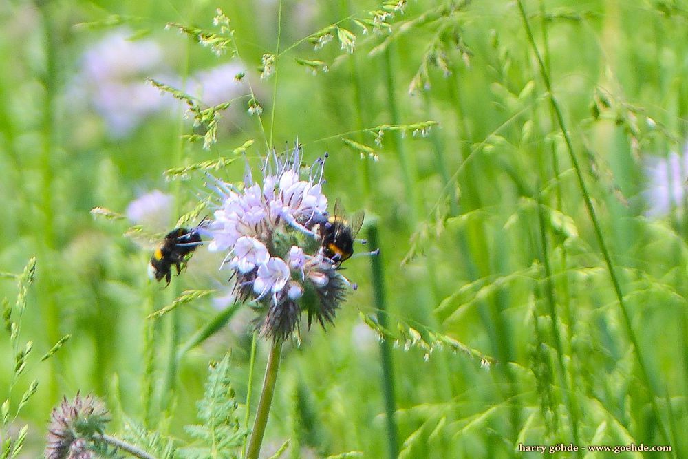 Hummel an Bienenfreund (Phacelia)