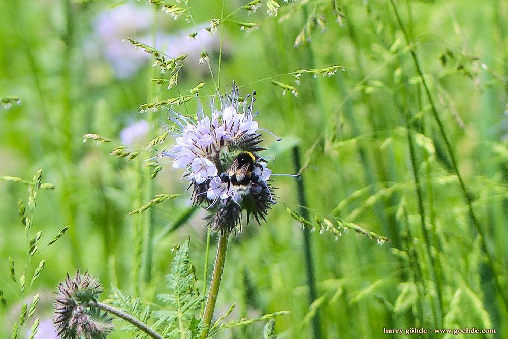 Hummel an Bienenfreund (Phacelia)