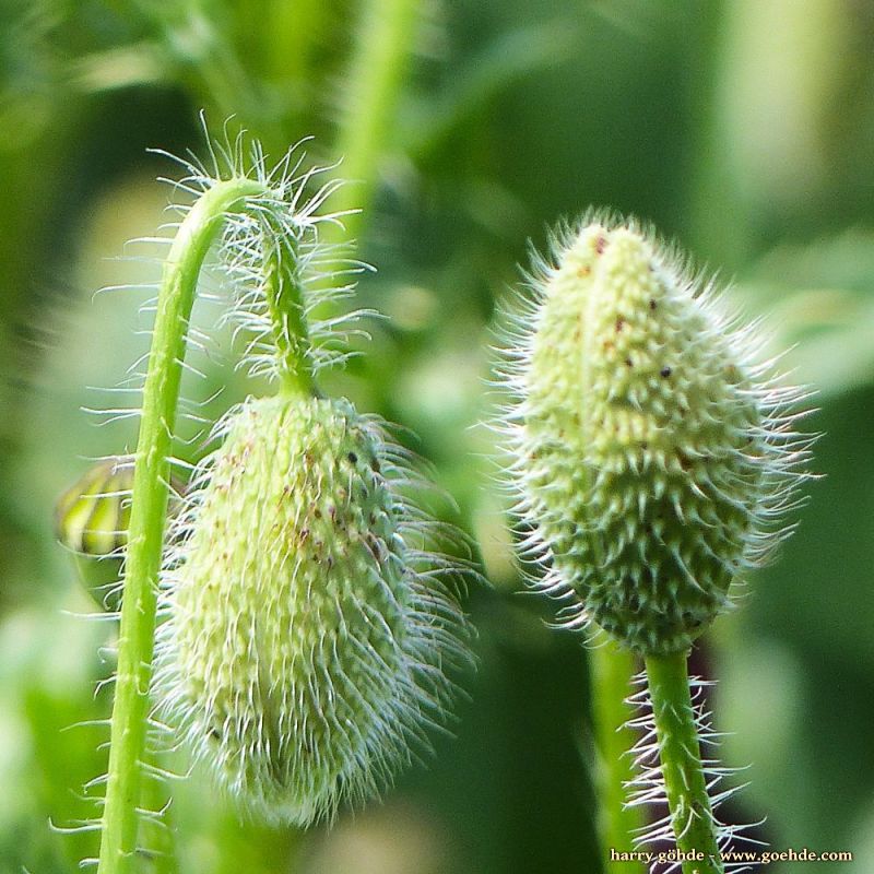 Blütenknospe der Mohnblume