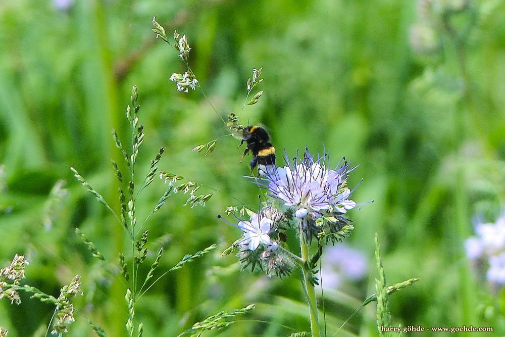 Hummel an Bienenfreund (Phacelia)