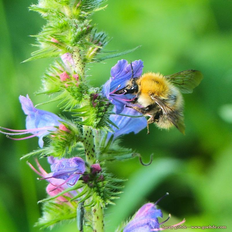 Hummel an blauer Blüte