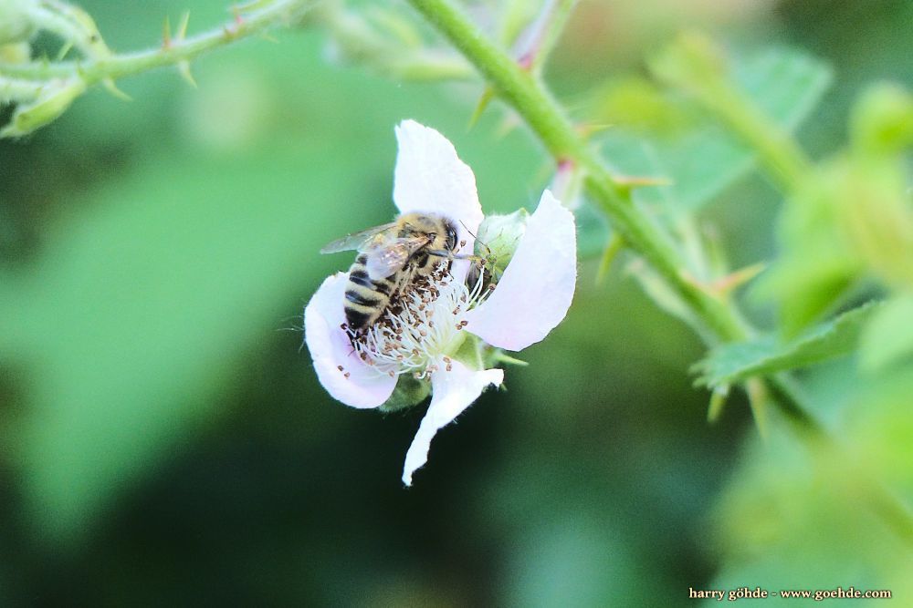 Biene an Brombeerblüte