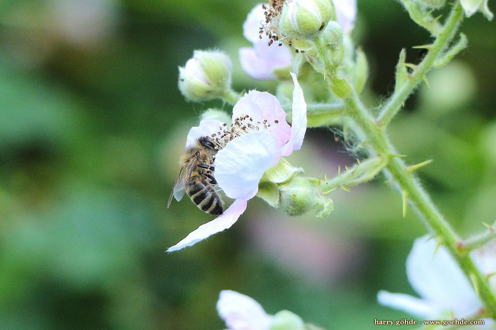 Biene an Brombeerblüte