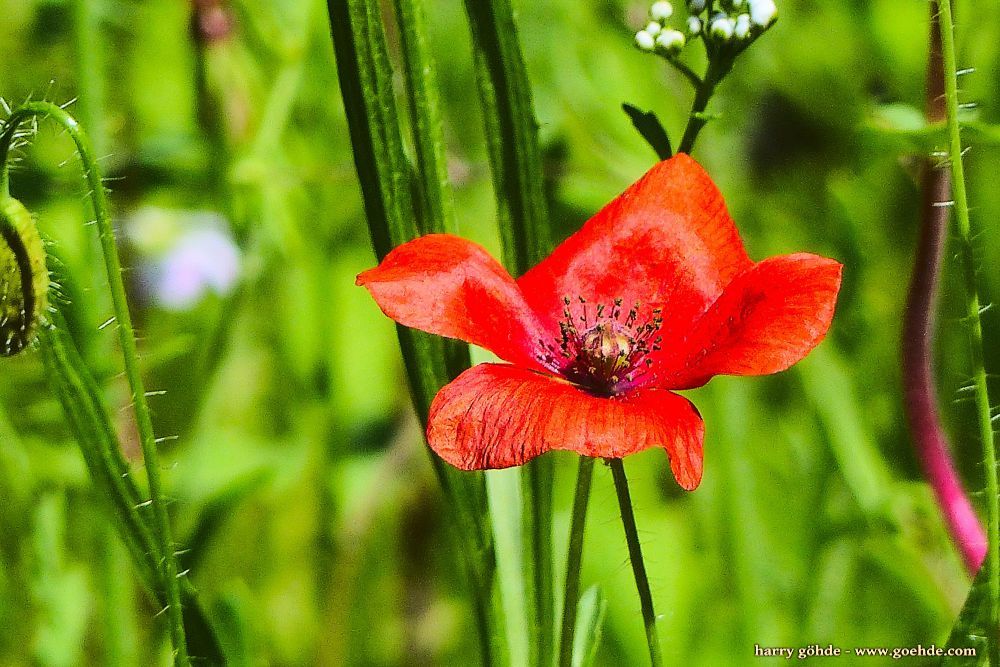 Mohnblumenblüte