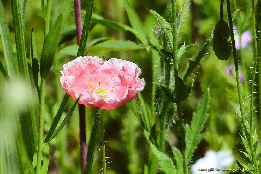 Mohnblumenblüte