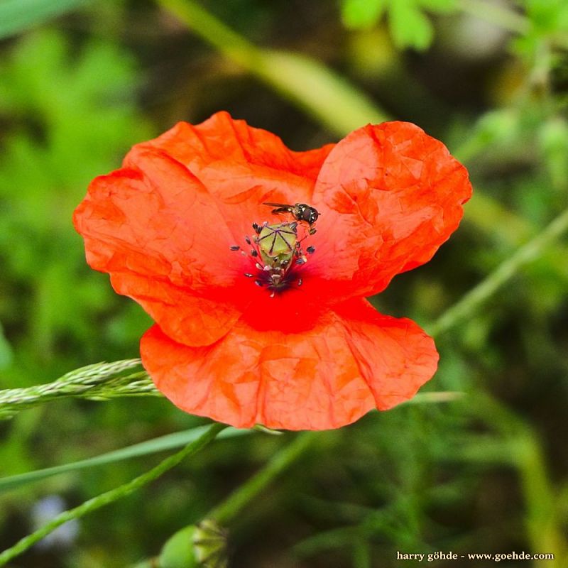 Mohnblume mit Käfer