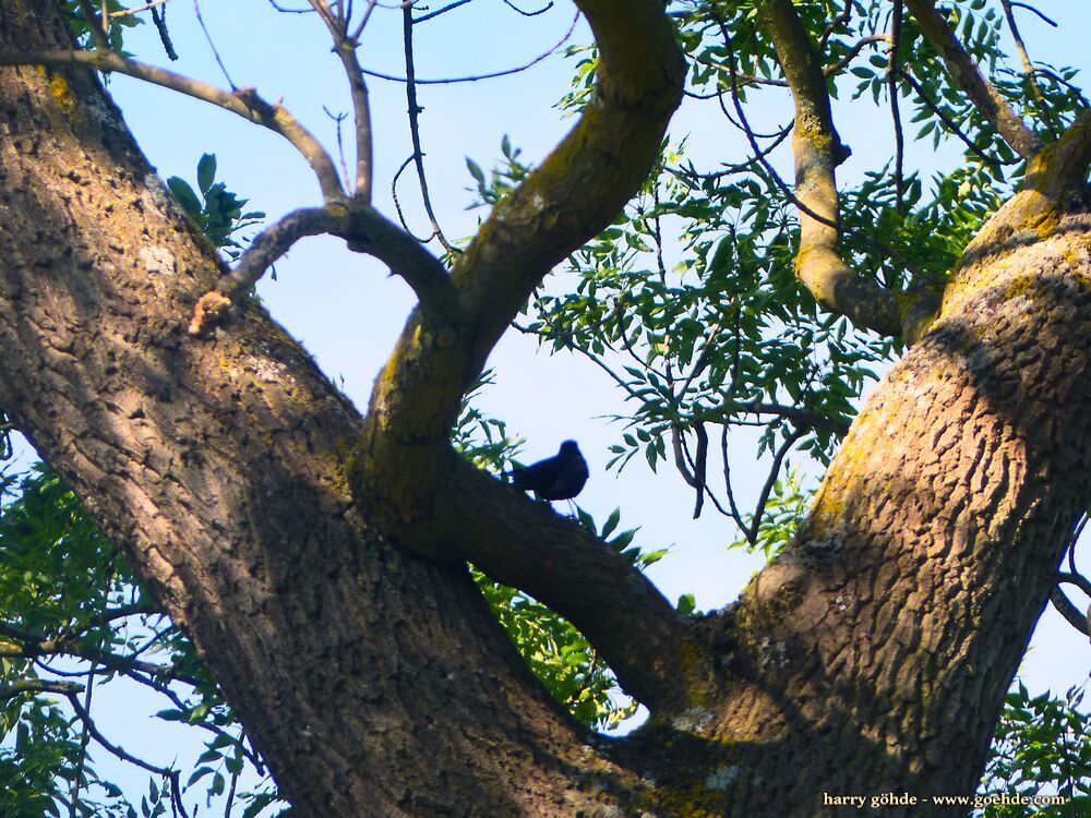 Vogel am Baum