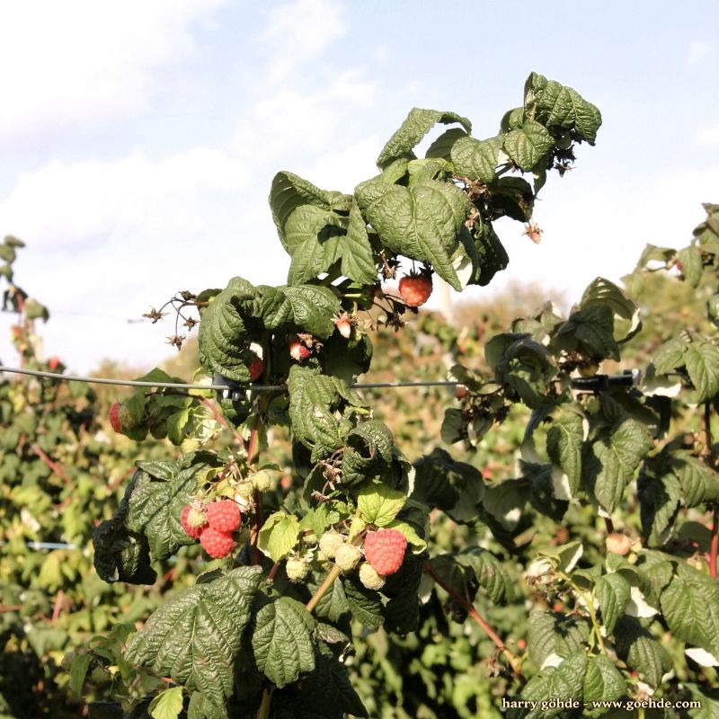 Himbeeren